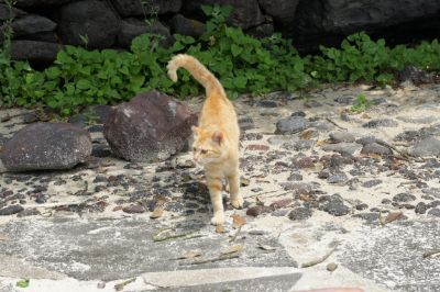길고양이 · 2015.06.18