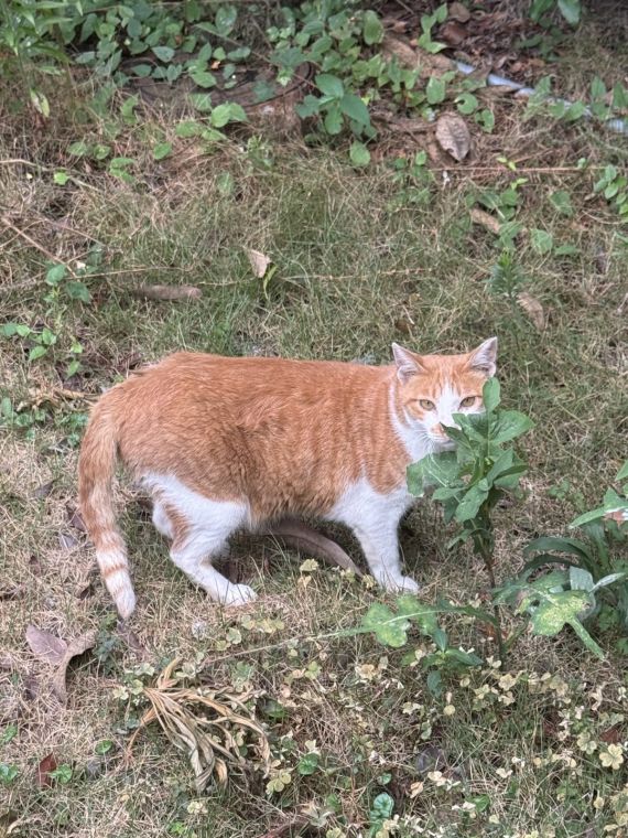 길고양이